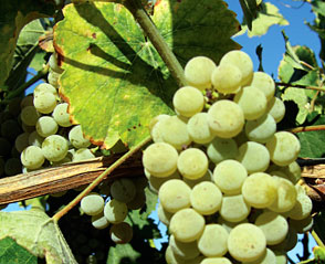 2022 Albariño