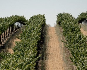 2016 Albariño