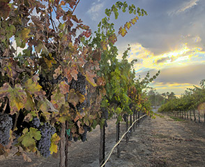 Paso Robles Vineyard