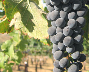 Paso Robles Grapes