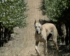 Vineyard Dog